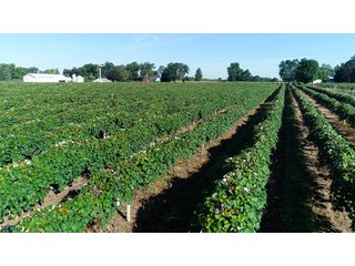 Tract 7 - Van Buren County, Michigan Farmland - LAND AUCTION - 300+/- ACRES SPECIALTY CROP - GRAPES AND HOPS - OFFERED IN 8 TRACTS IN VAN BUREN COUNTY, MICHIGAN